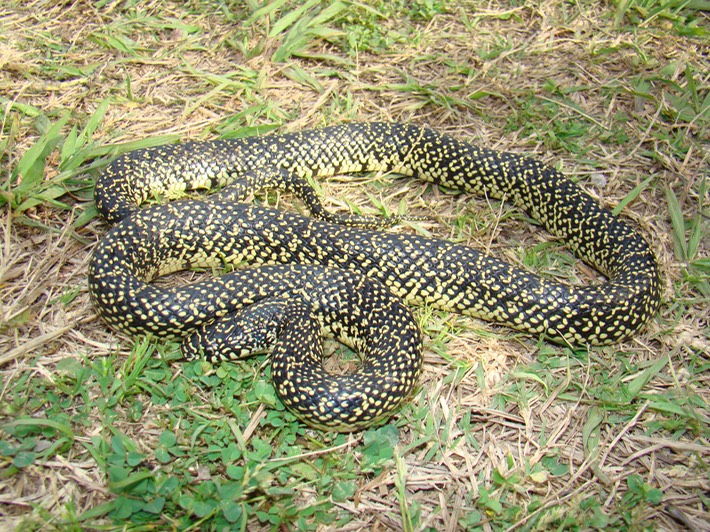 Speckled Kingsnake 1.JPG