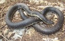 Speckled Kingsnake Delaney Lake CA Mississippi County.jpg