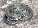 Speckled Kingsnake Valley View CA, Jefferson County, MO.jpg