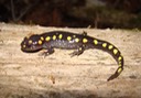 Spotted Salamander Kisatchie 2