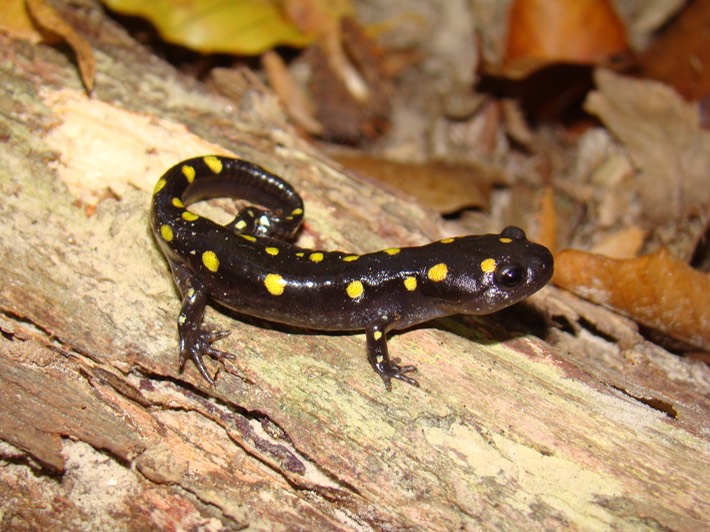 Spotted Salamander Kisatchie 1