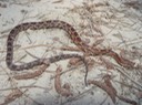 Red Cornsnake 2.jpg