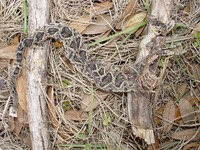 Spring Break 2004 Kisatchie.Hammond.ANF (387)