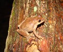 Spring Peeper Natchez Trace