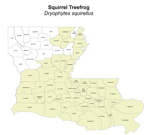 Squirrel Treefrog