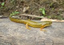 St. Francois State Park 002 (2)