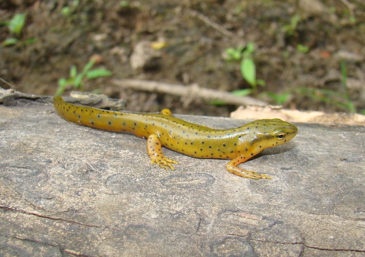 St. Francois State Park 002 (2)