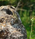 St. Francois State Park 039 (2)