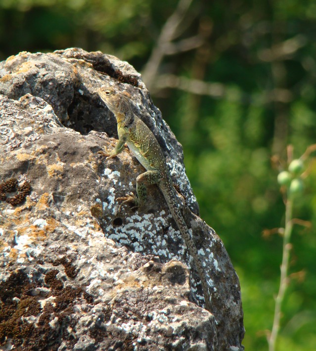 St. Francois State Park 039 (2)