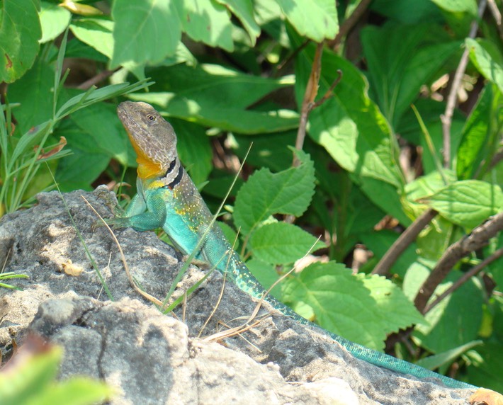St. Francois State Park 068 (2)
