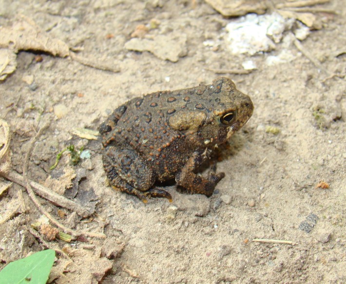 St. Francois State Park 073 (2)