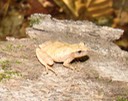 St. Joe State Park, Missouri 050 (2)