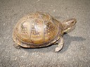St. Joe State Park, Missouri 040