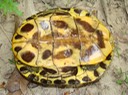 T. scripta (1)