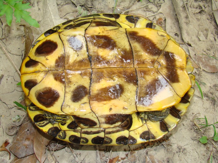 T. scripta (1)