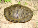 T. scripta
