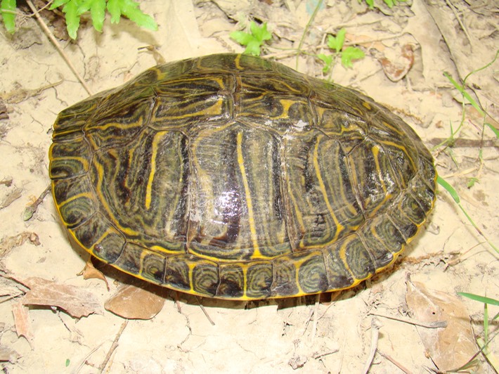 T. scripta