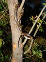 Texas Ratsnake 1.JPG