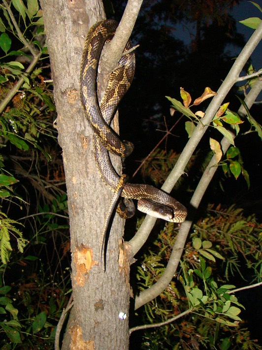 Texas Ratsnake 1.JPG