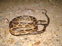Texas Ratsnake 1.jpg