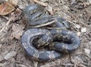 Texas Ratsnake 2.JPG