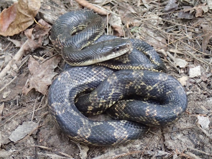 Texas Ratsnake 2.JPG