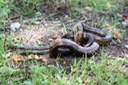 Texas Ratsnake 2.JPG