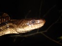 Texas Ratsnake 4.JPG