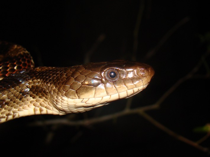 Texas Ratsnake 4.JPG