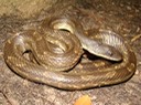 Texas Ratsnake 5.JPG