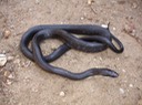 Texas Ratsnake Crane Lake - Twain, Iron County.jpg