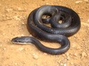 Texas Ratsnake MHA '07 Spring Field Trip SW MO.jpg