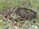 Timber Rattlesnake 2.JPG