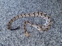 Timber Rattlesnake (DOR).JPG