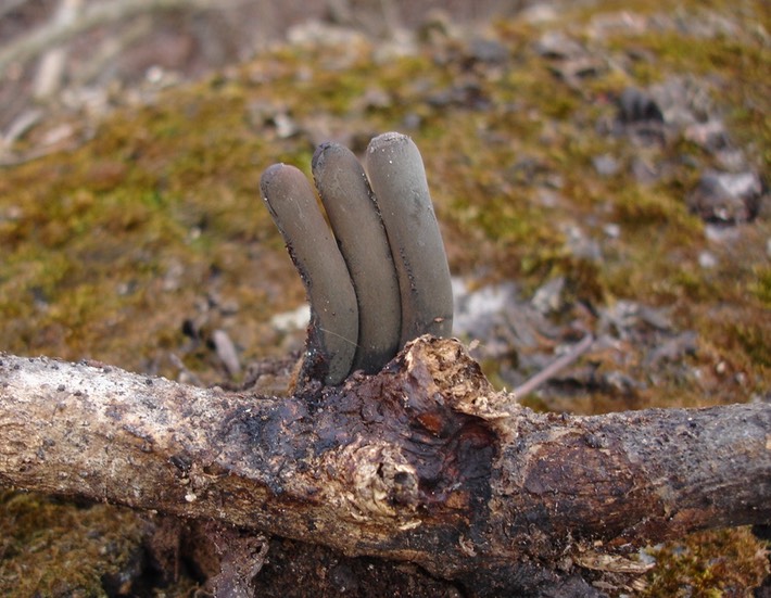 TOTSP 3-11-07 (36) (2)