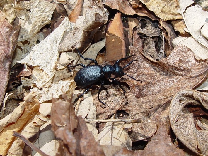 TRIZ VISIT (47) Smokies