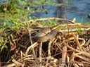 Mississippi Green Watersnake 3.jpg