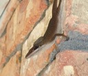 Various Wildlife - 007 (2)