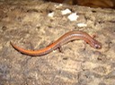 Webster's Salamander Natchez