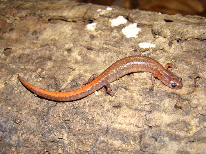 Webster's Salamander Natchez