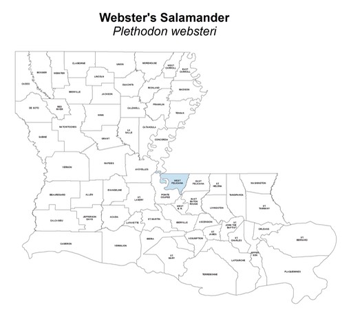 Webster's_Salamander