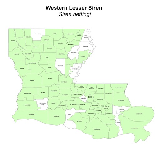 Western Lesser Siren