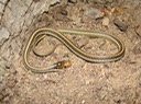 Western Ribbonsnake 2.JPG
