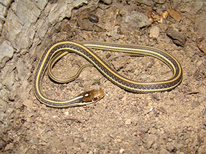 Western Ribbonsnake 2.JPG