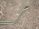 Western Ribbonsnake.jpg