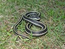 Western Ribbonsnake 3.JPG