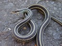 Western RIbbonsnake.jpg