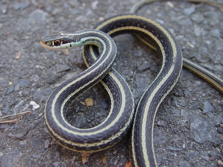 Western RIbbonsnake.jpg