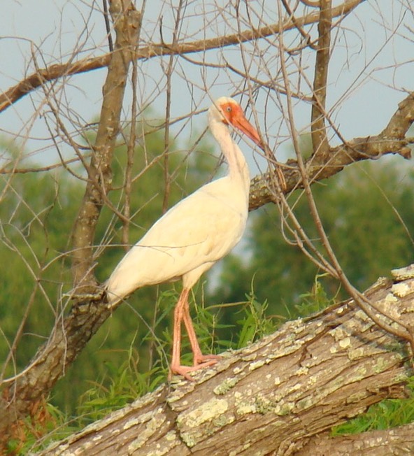 White Ibis (2)