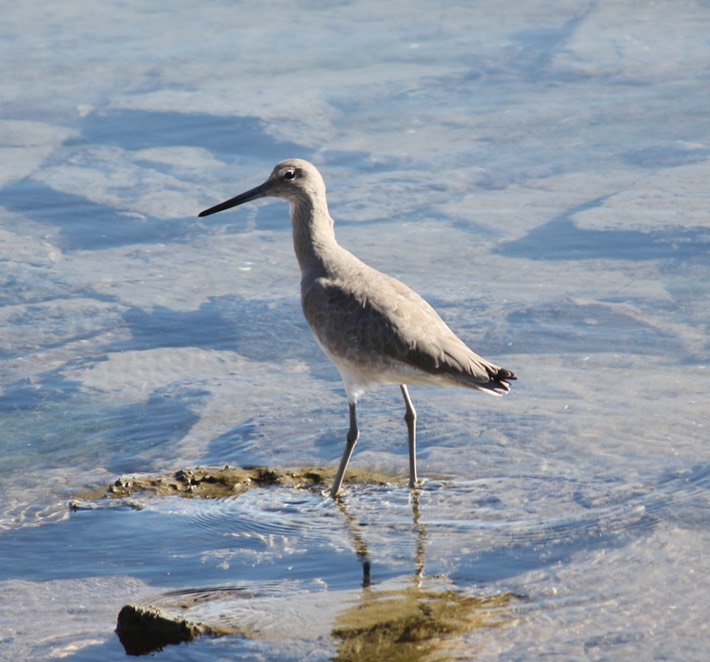 Willet